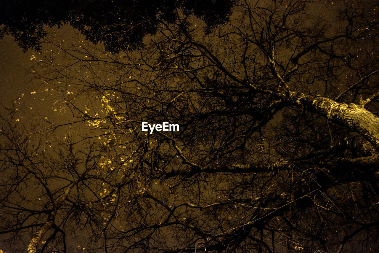 Bare tree against sky at night