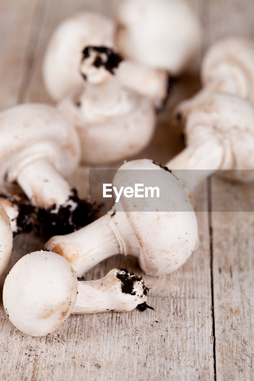 close-up of mushrooms growing on table