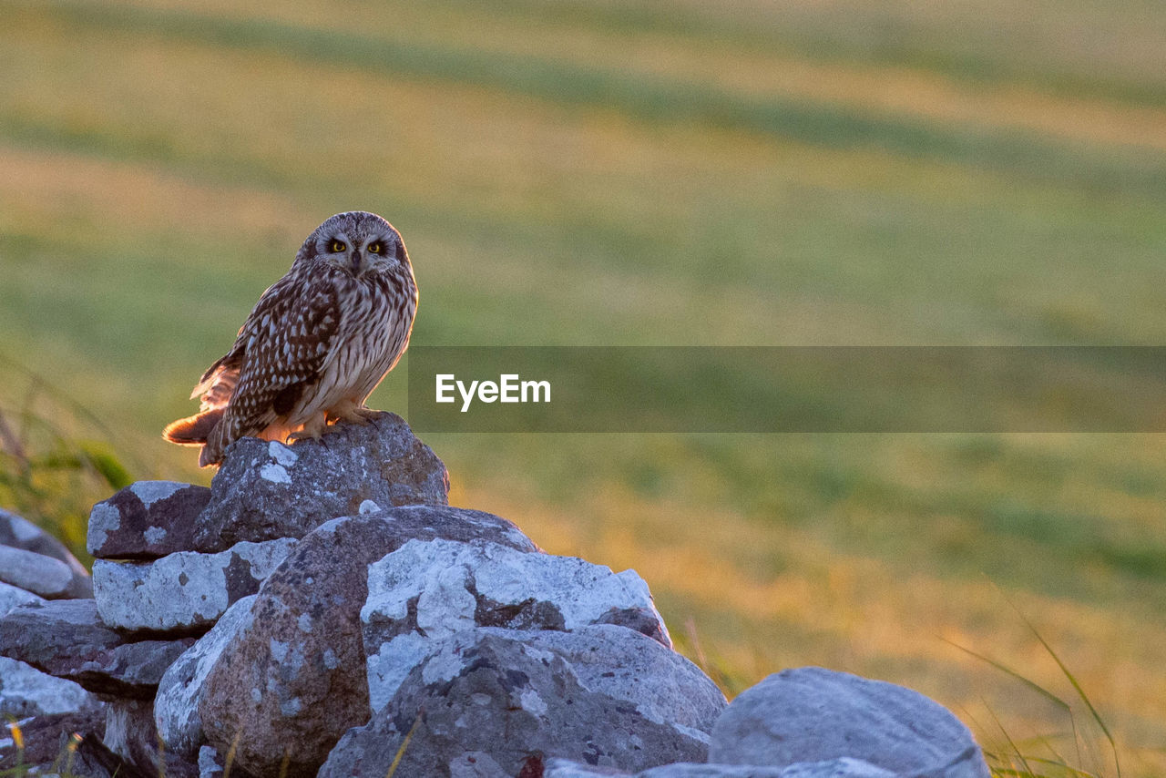 CLOSE-UP OF BIRD PERCHING ON ROCK