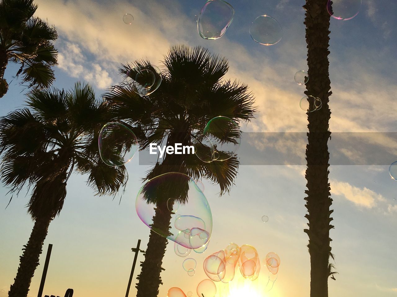 LOW ANGLE VIEW OF SILHOUETTE COCONUT PALM TREE AGAINST SKY