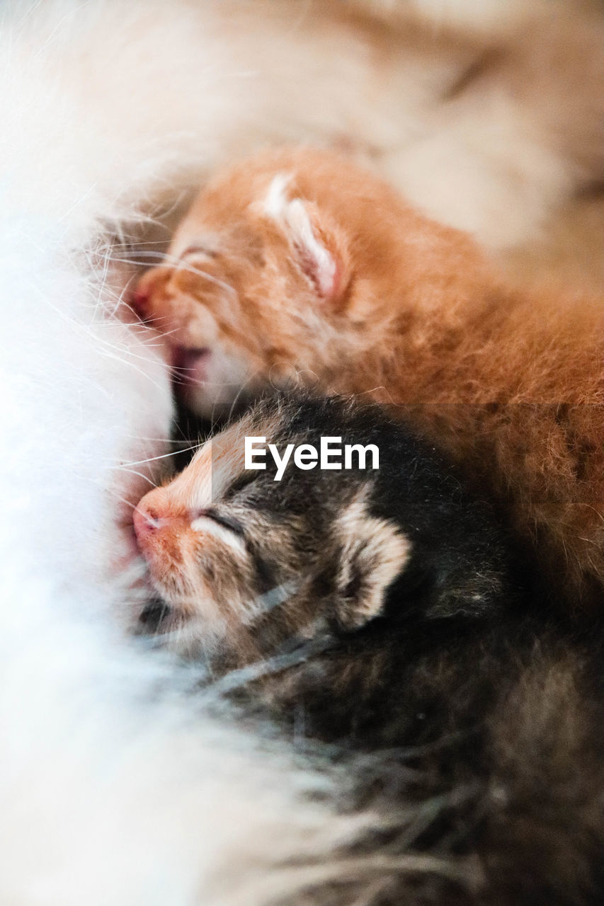 CLOSE-UP OF CAT SLEEPING ON CARPET