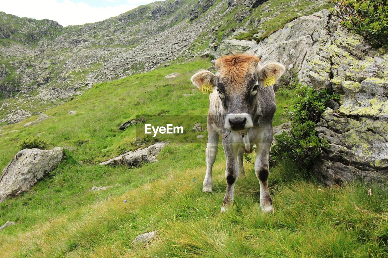 COW STANDING ON FIELD