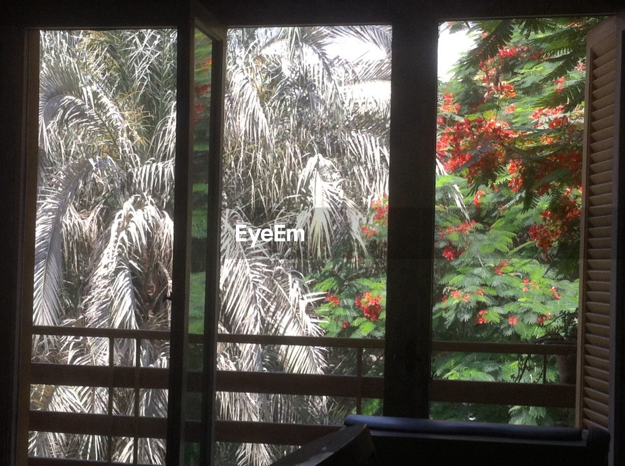 PLANTS SEEN THROUGH WINDOW