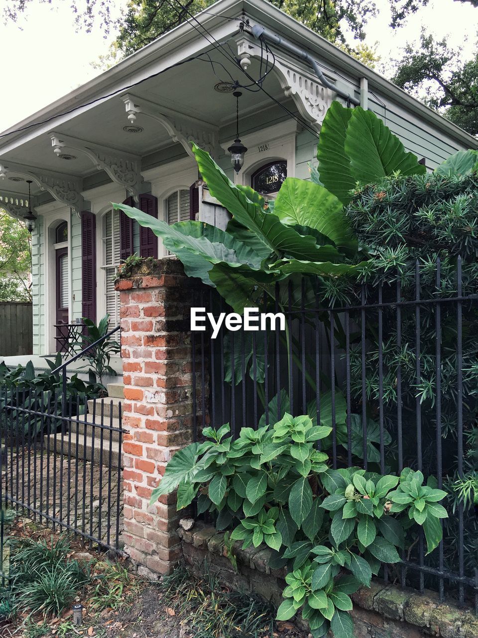 PLANTS AND HOUSE IN YARD OF BUILDING