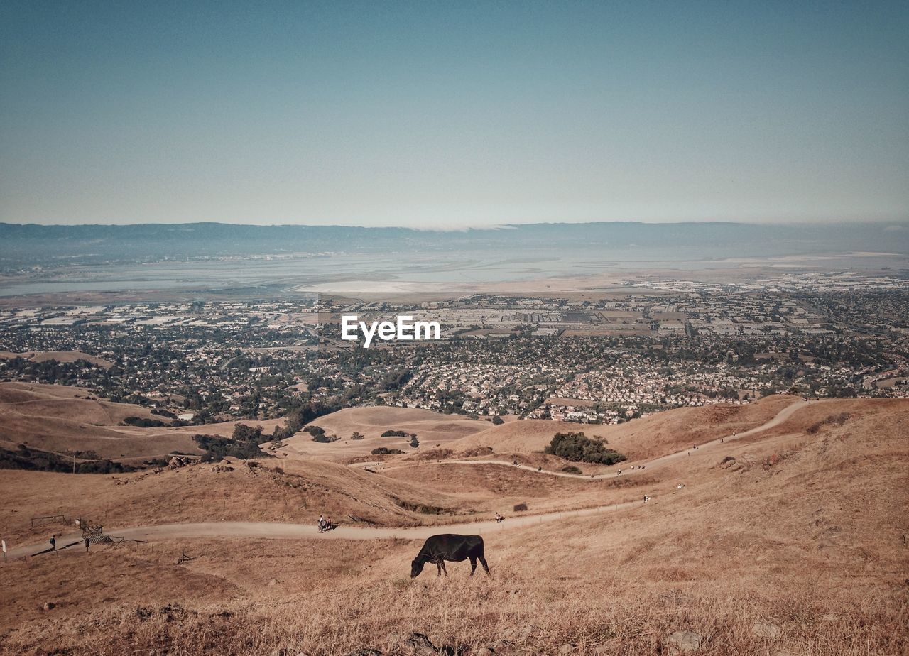 Black cow grazing on hill in front of cityscape against clear sky