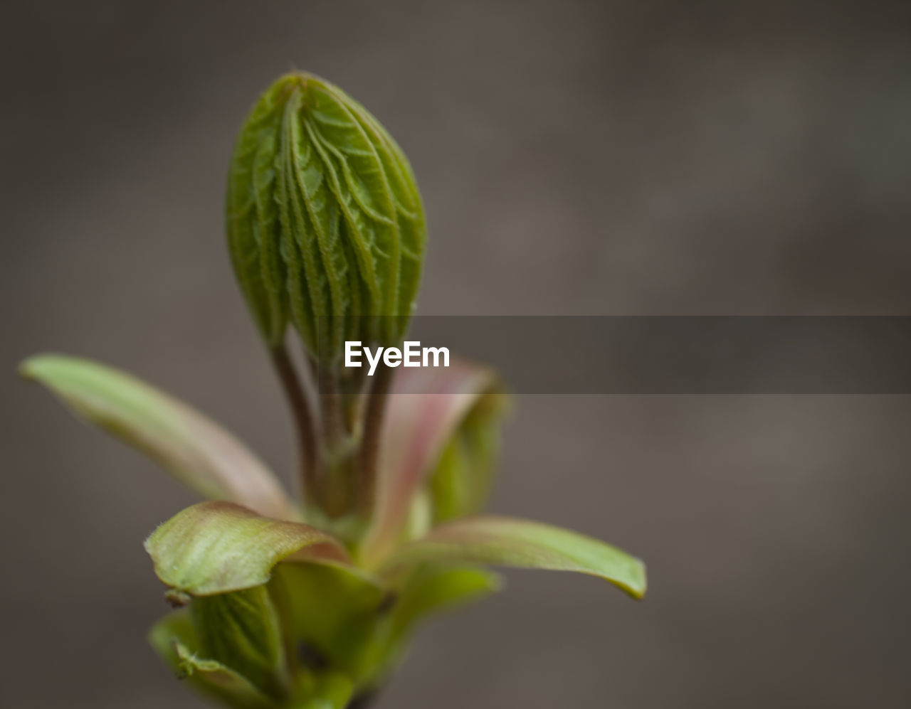 Close-up of green flower bud growing outdoors