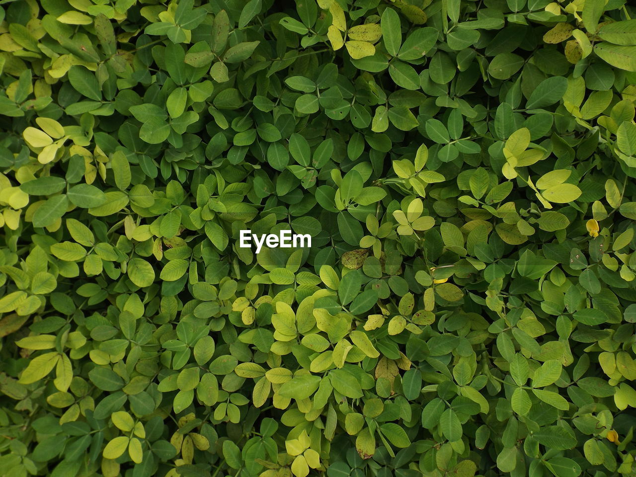 Full frame shot of green leaves