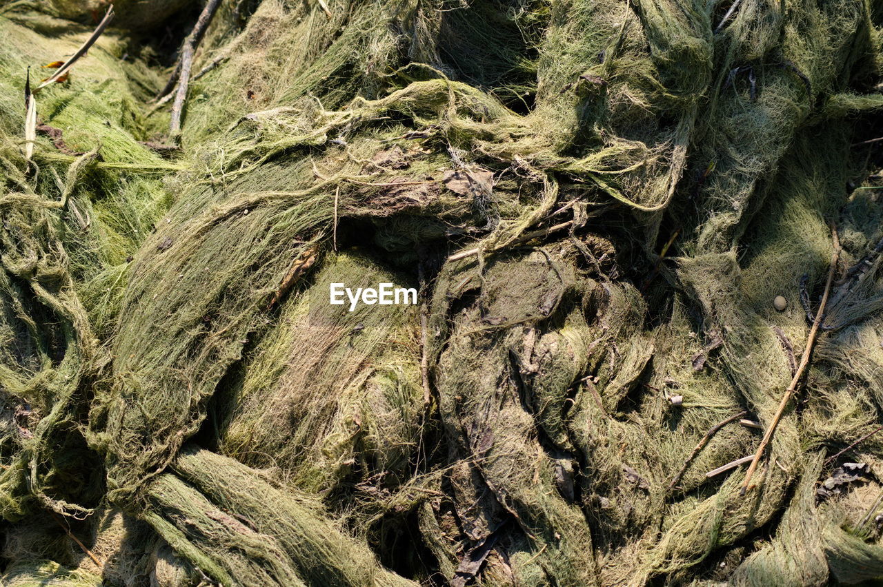 CLOSE-UP OF TREE TRUNK