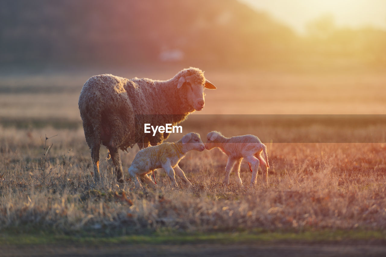 Sheep and lamb on grass