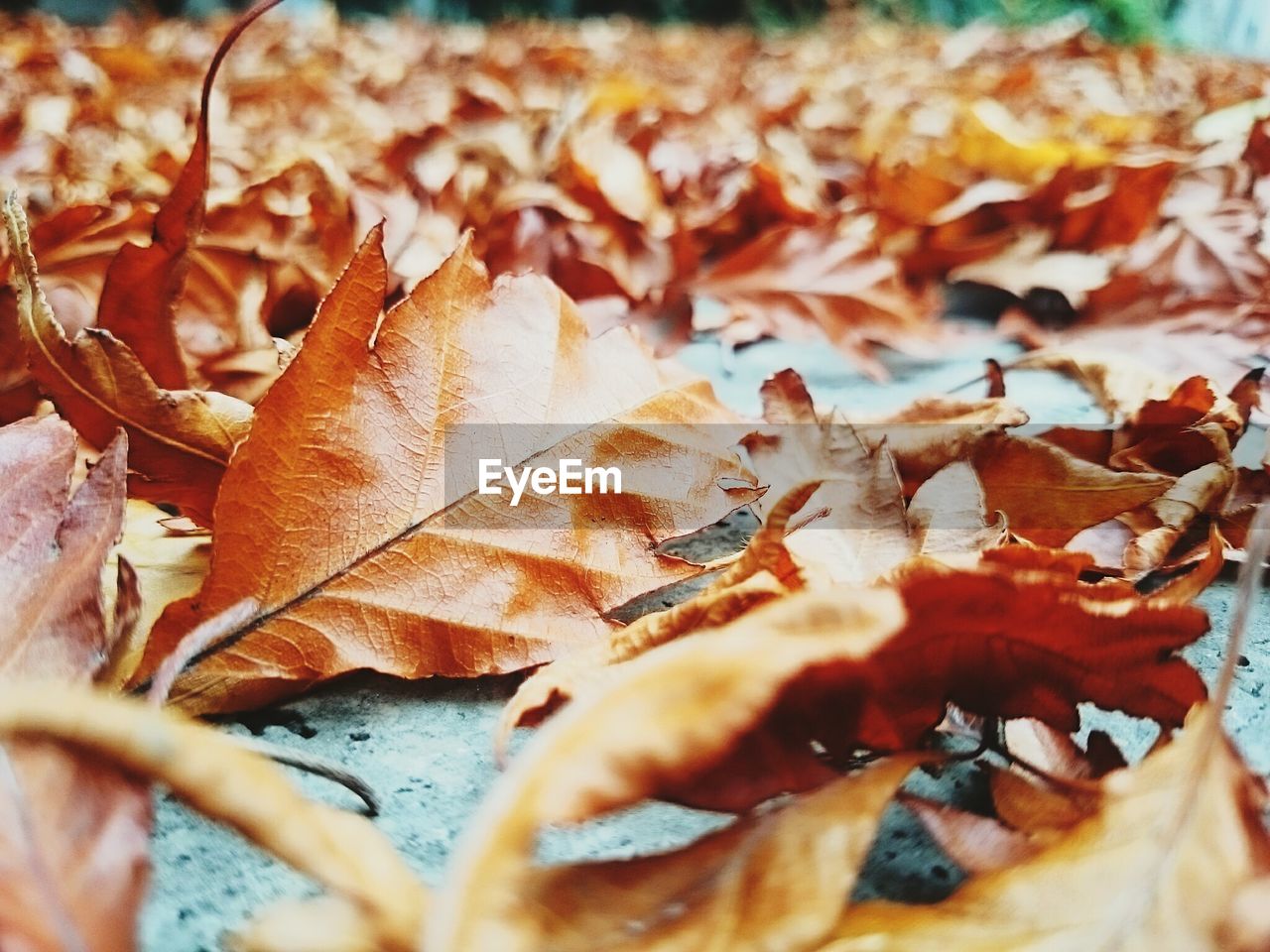 Close-up of dry autumn leaves