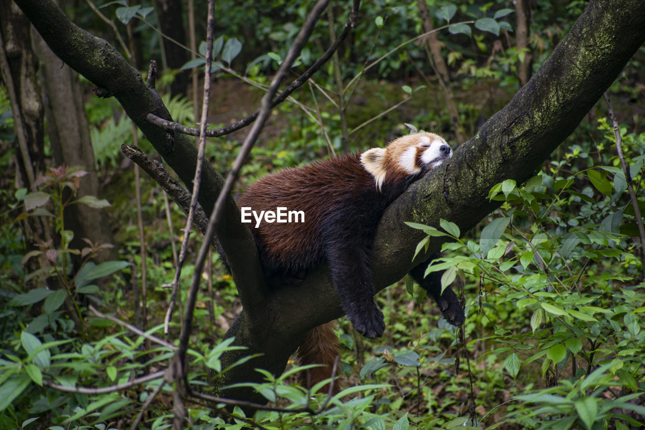 VIEW OF A HORSE ON TREE