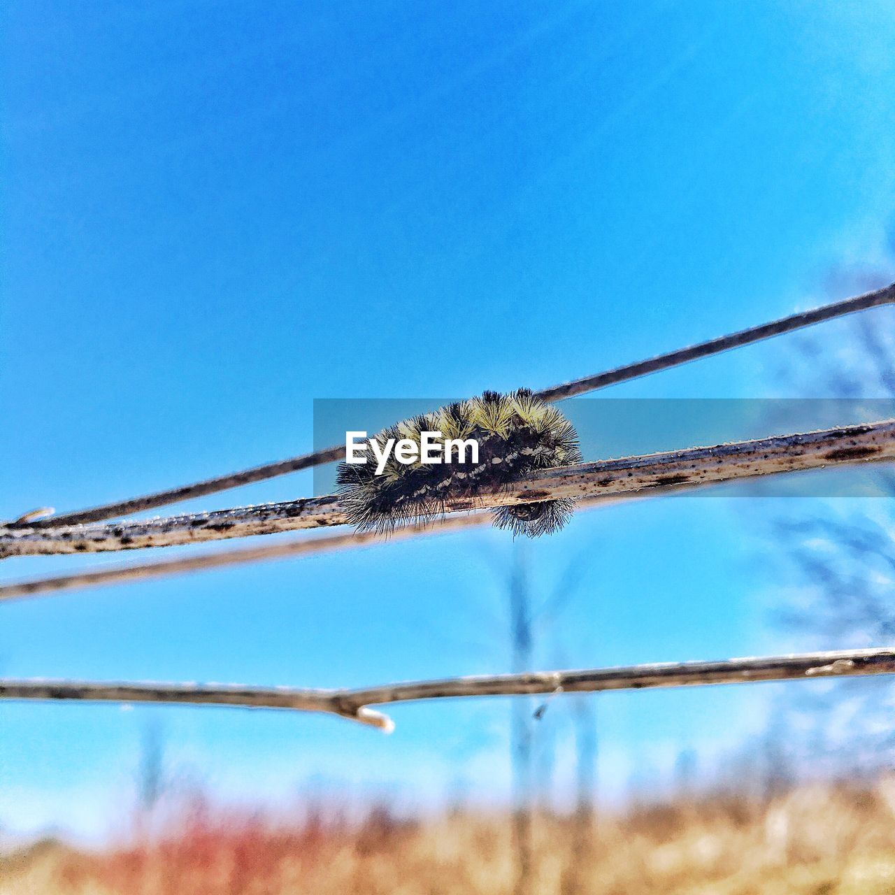 Close-up of caterpillar on twig against clear sky