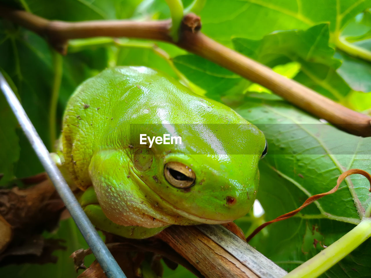 CLOSE-UP OF GREEN FROG ON LEAF