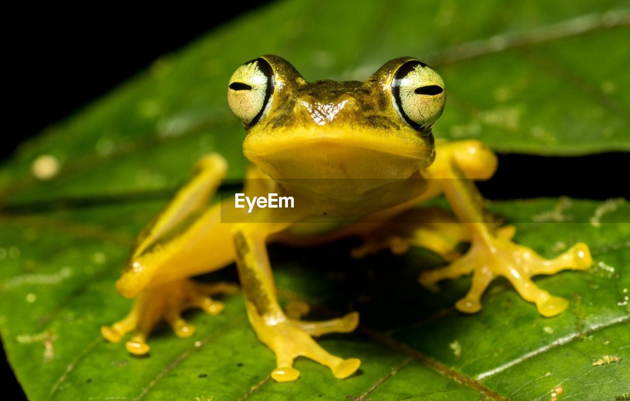 CLOSE-UP OF FROG ON PLANT