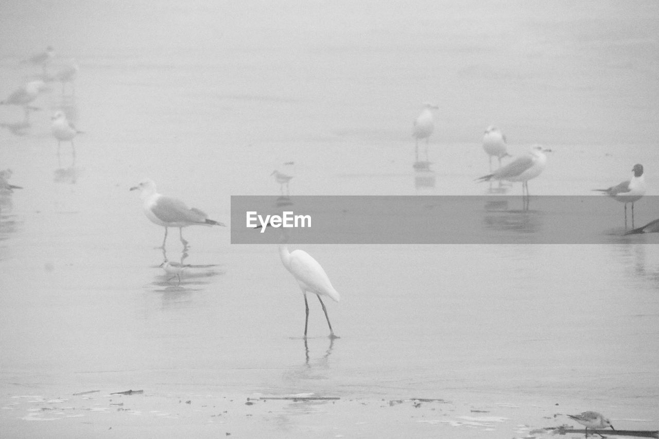 SEAGULLS ON BEACH