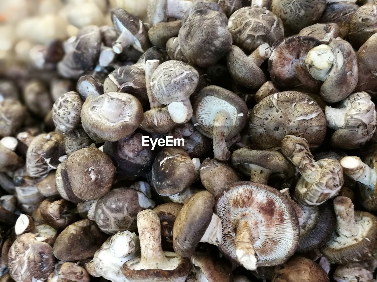 FULL FRAME SHOT OF BLUEBERRIES