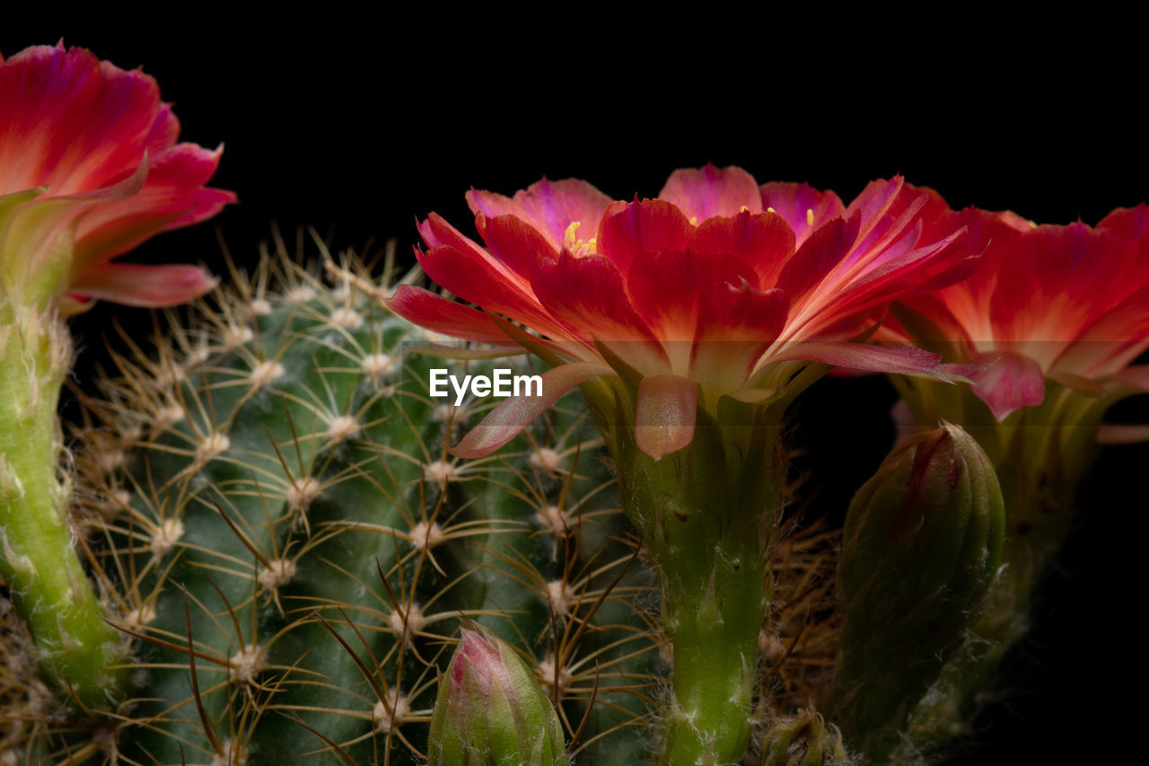 CLOSE-UP OF PINK CACTUS FLOWER