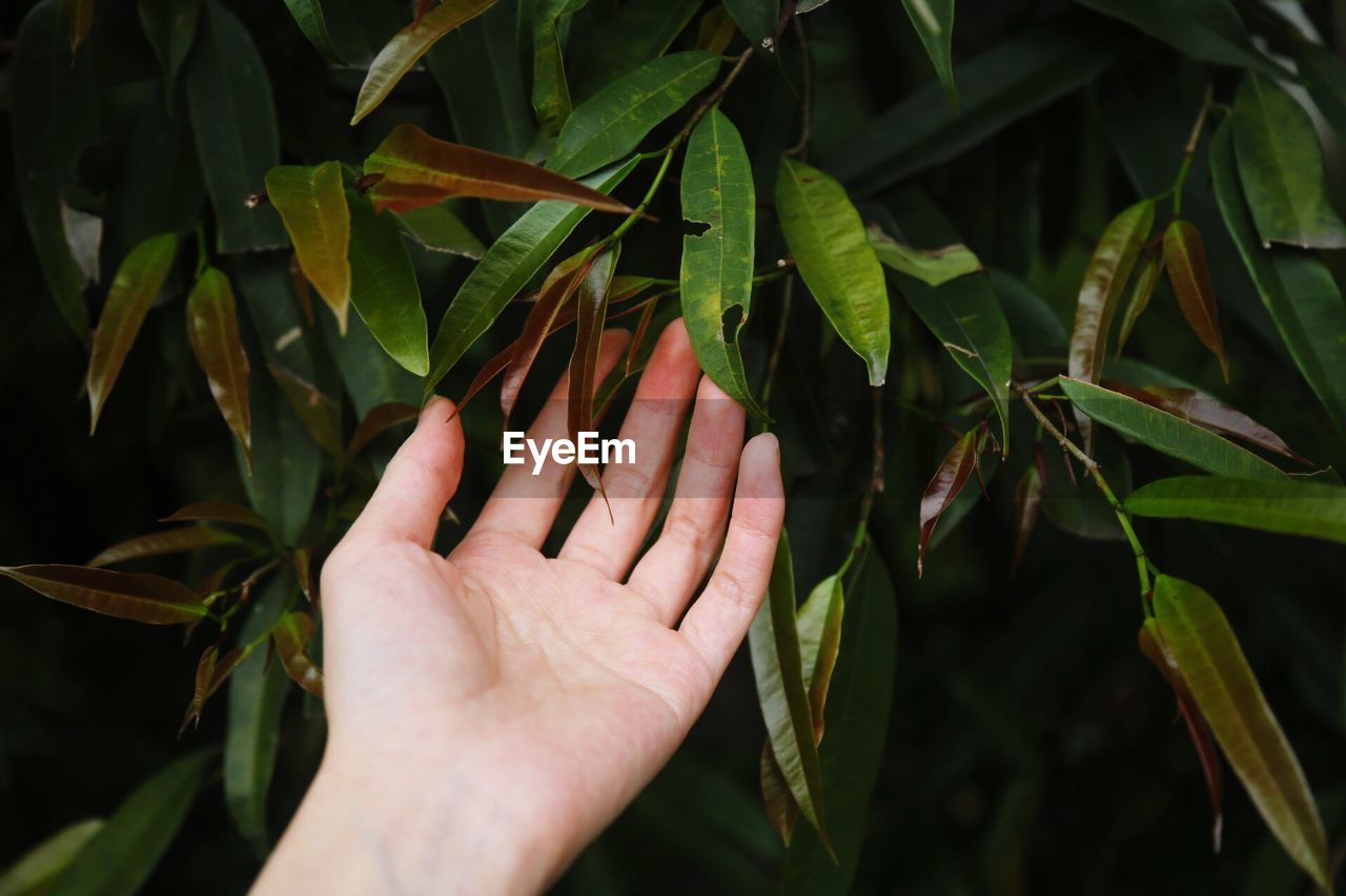 Close-up of hand holding leaves