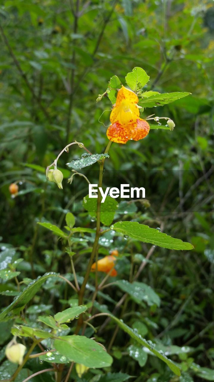 CLOSE-UP OF FLOWERS BLOOMING