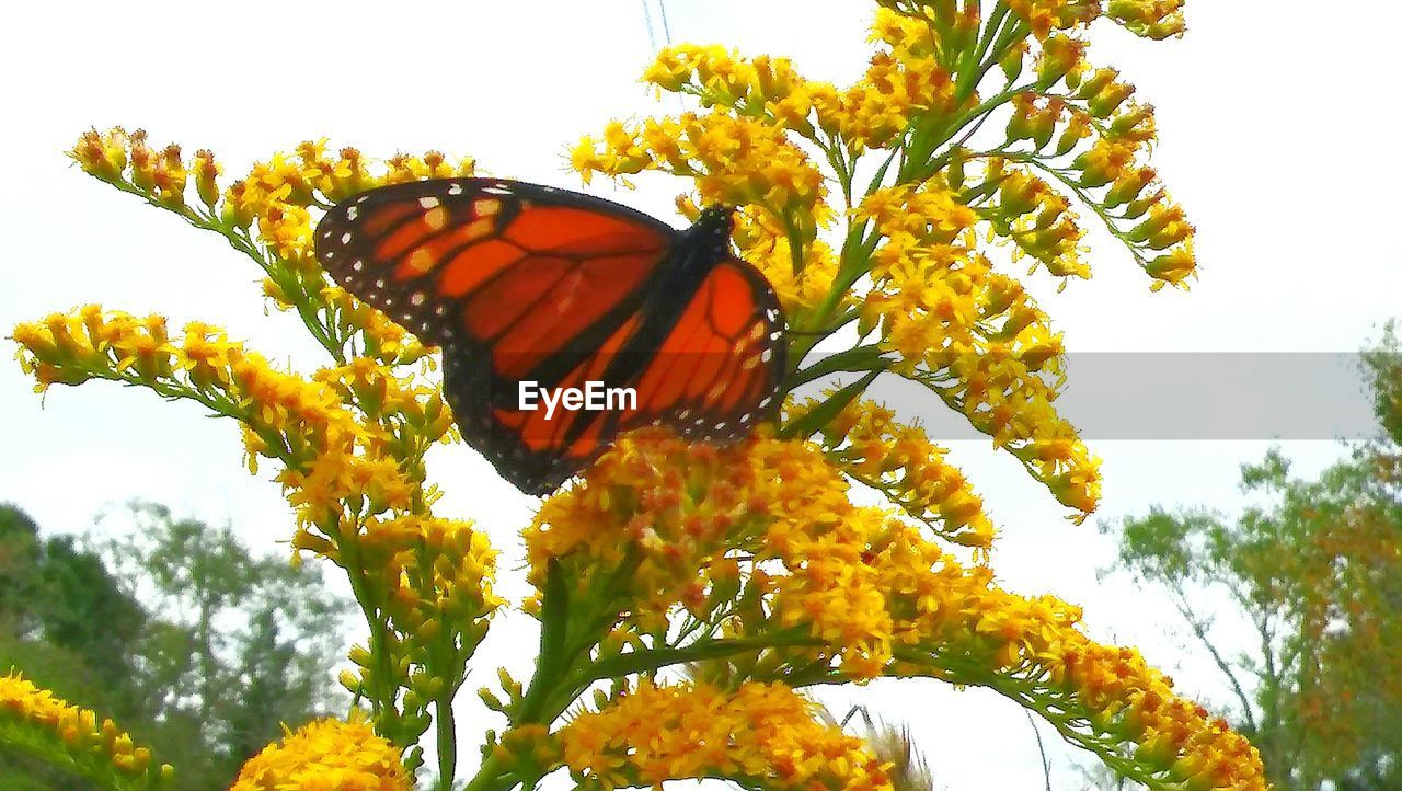 LOW ANGLE VIEW OF BUTTERFLY PERCHING ON FLOWER