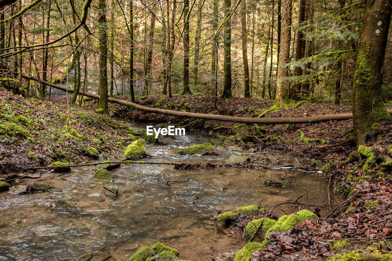 STREAM FLOWING THROUGH FOREST