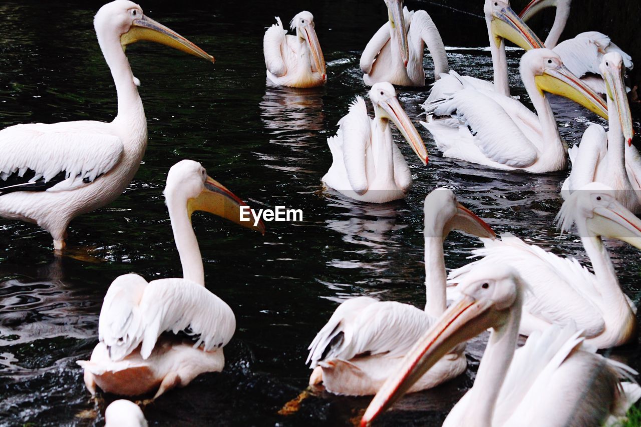View of pelicans in lake