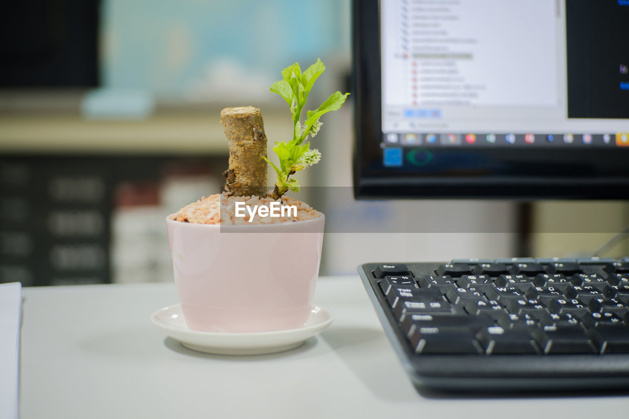 Small mulberry tree decoration on the desk