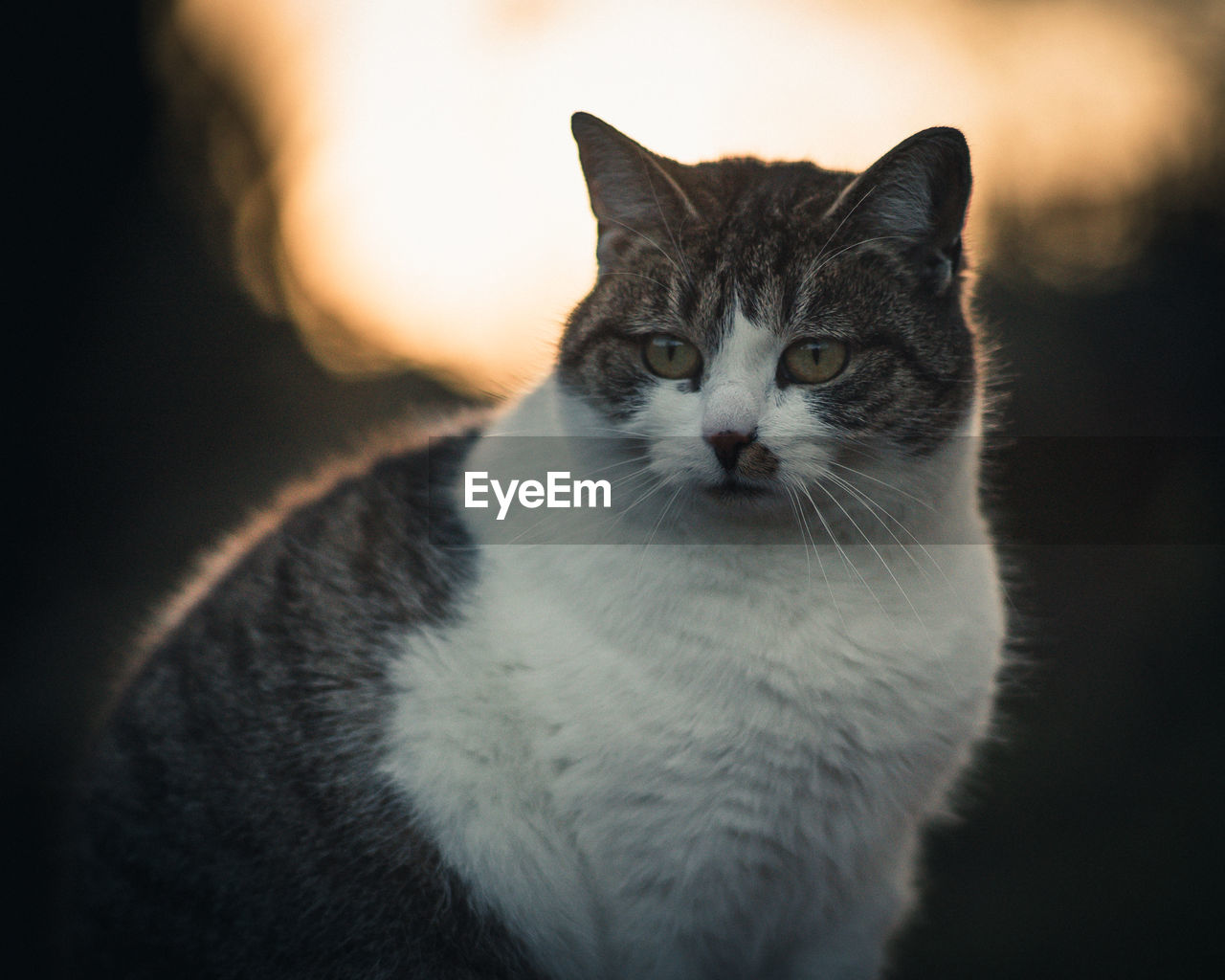 Close-up portrait of tabby cat