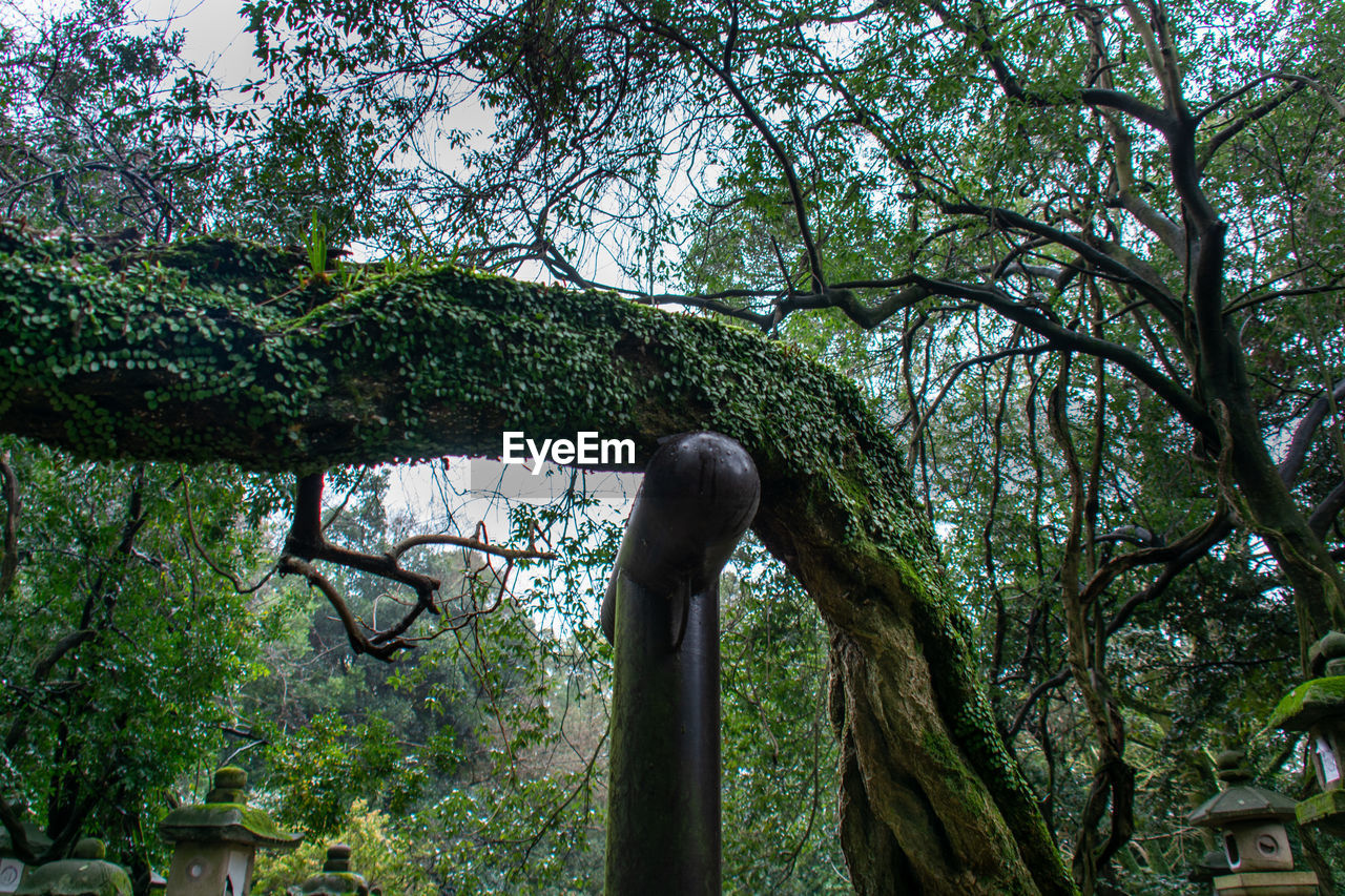 LOW ANGLE VIEW OF TREE TRUNK IN FOREST