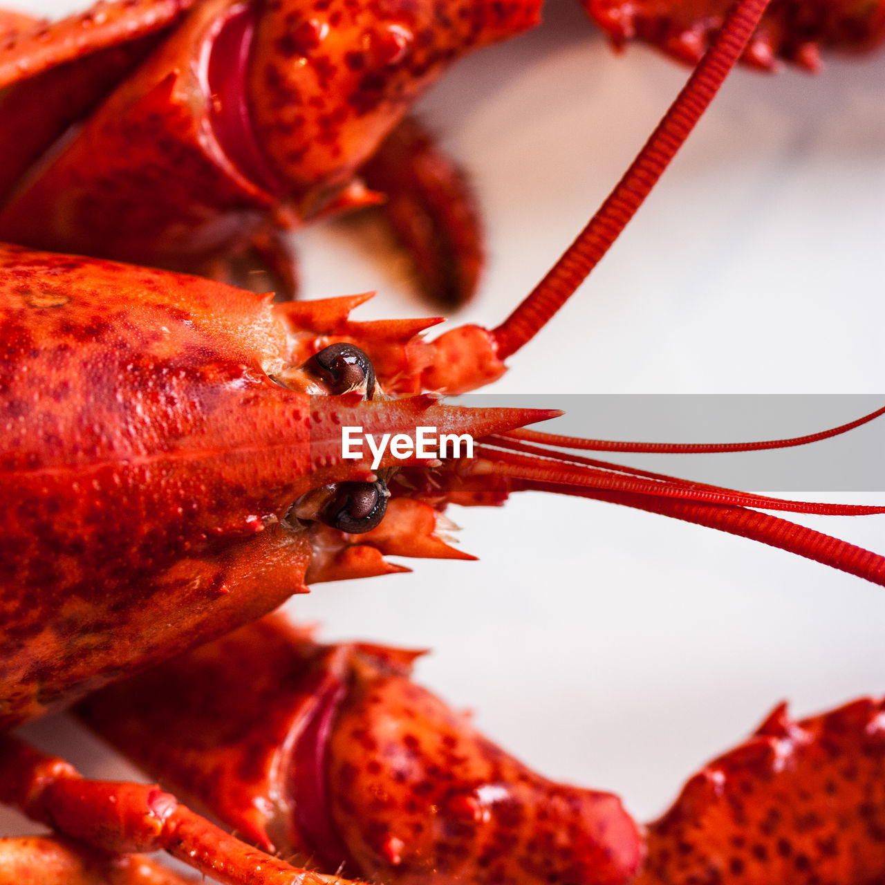 Close-up of red crab