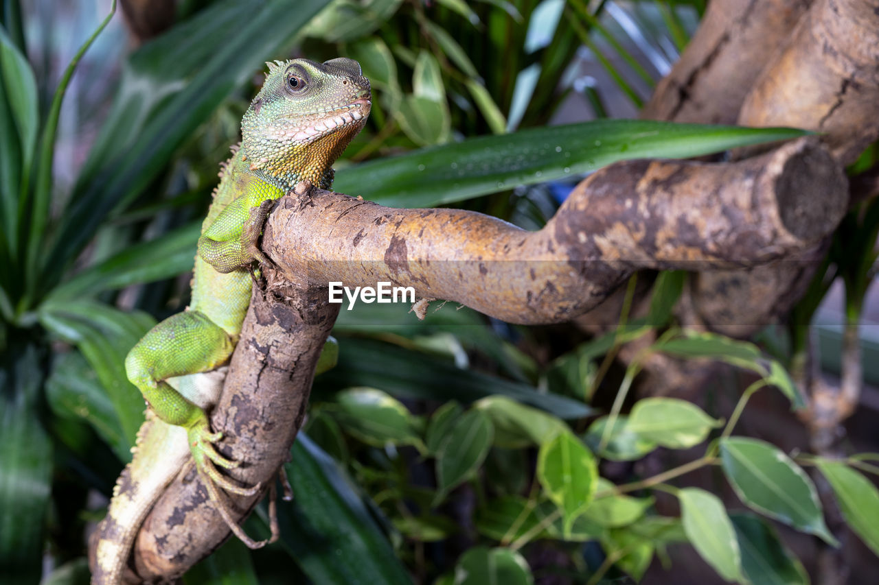 animal themes, animal, reptile, animal wildlife, lizard, wildlife, tree, one animal, plant, jungle, nature, branch, iguana, chameleon, plant part, leaf, no people, environment, green, outdoors, camouflage, close-up, animal body part, wall lizard, land, tropical climate, forest