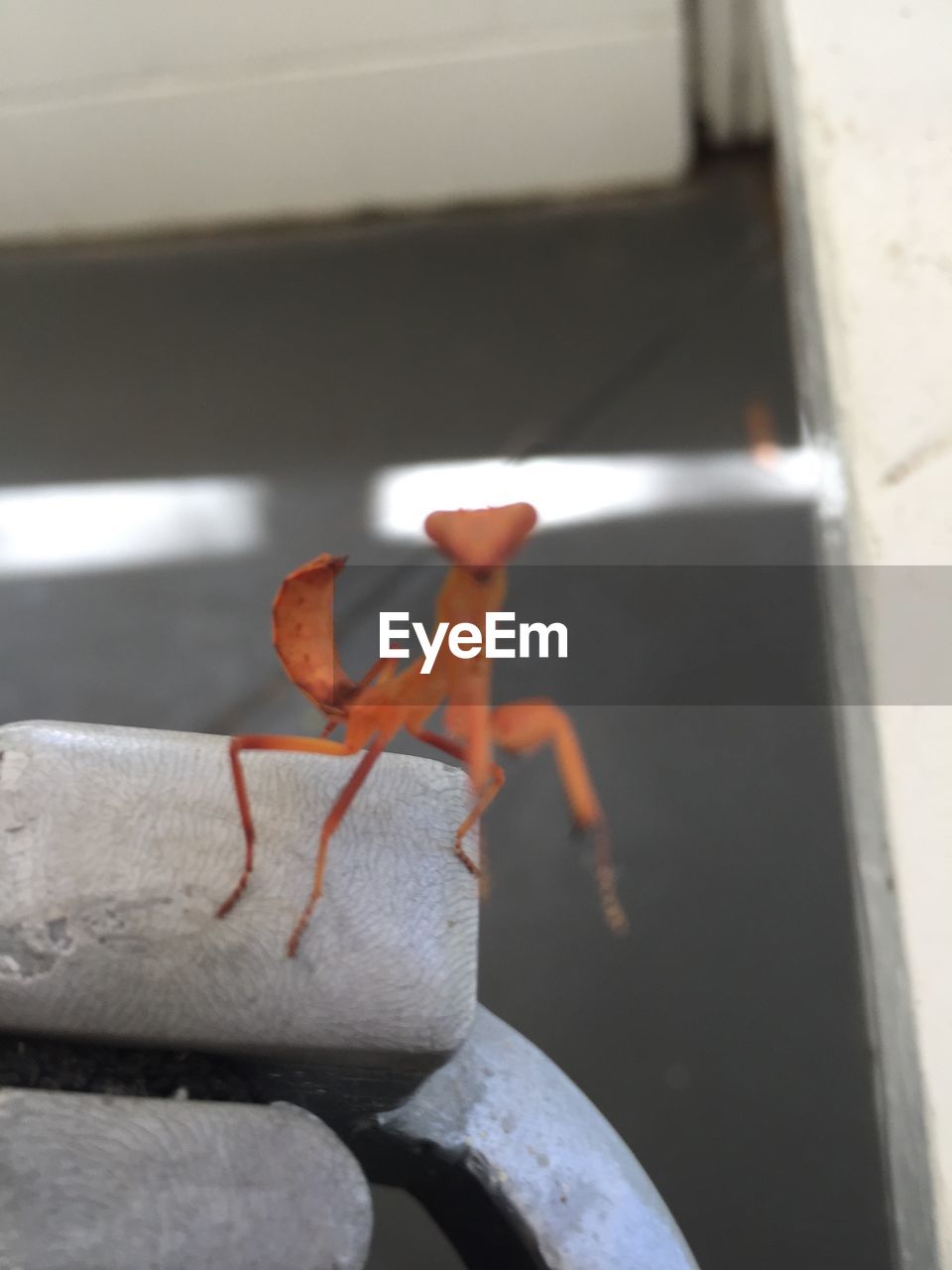 CLOSE-UP OF INSECT AGAINST WALL