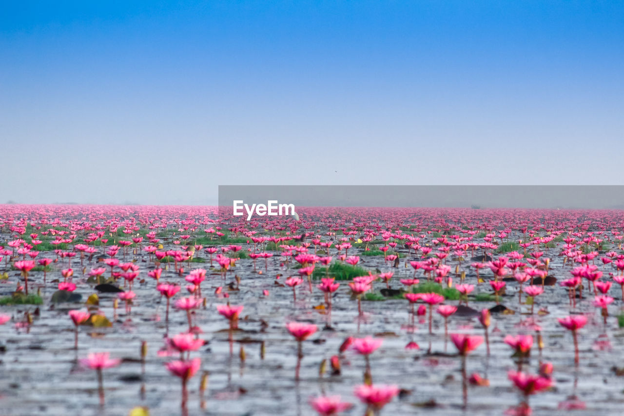 Pink flowering plants against lake against clear sky