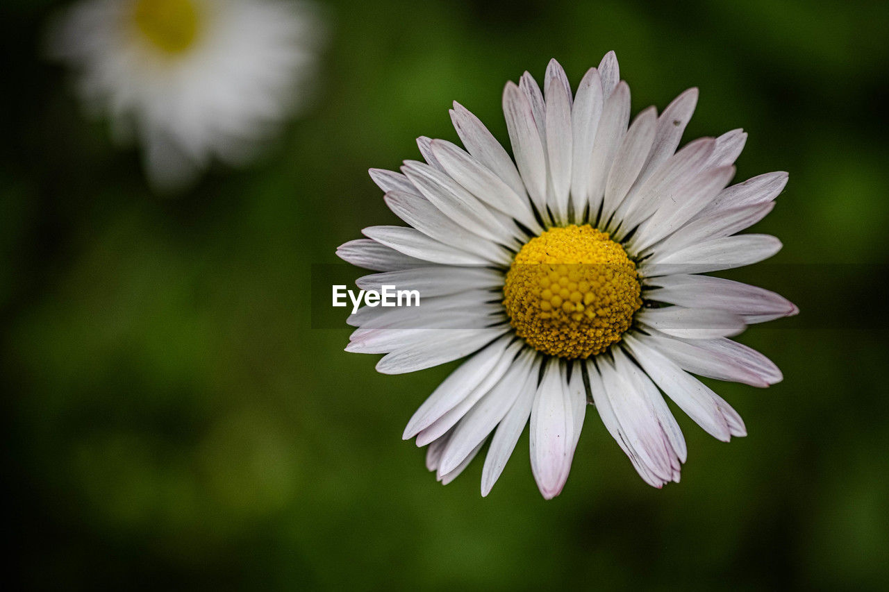 flower, flowering plant, plant, freshness, beauty in nature, flower head, daisy, petal, fragility, close-up, inflorescence, growth, nature, macro photography, pollen, yellow, white, focus on foreground, no people, plant stem, botany, outdoors, springtime, summer, wildflower, blossom, macro, selective focus, day