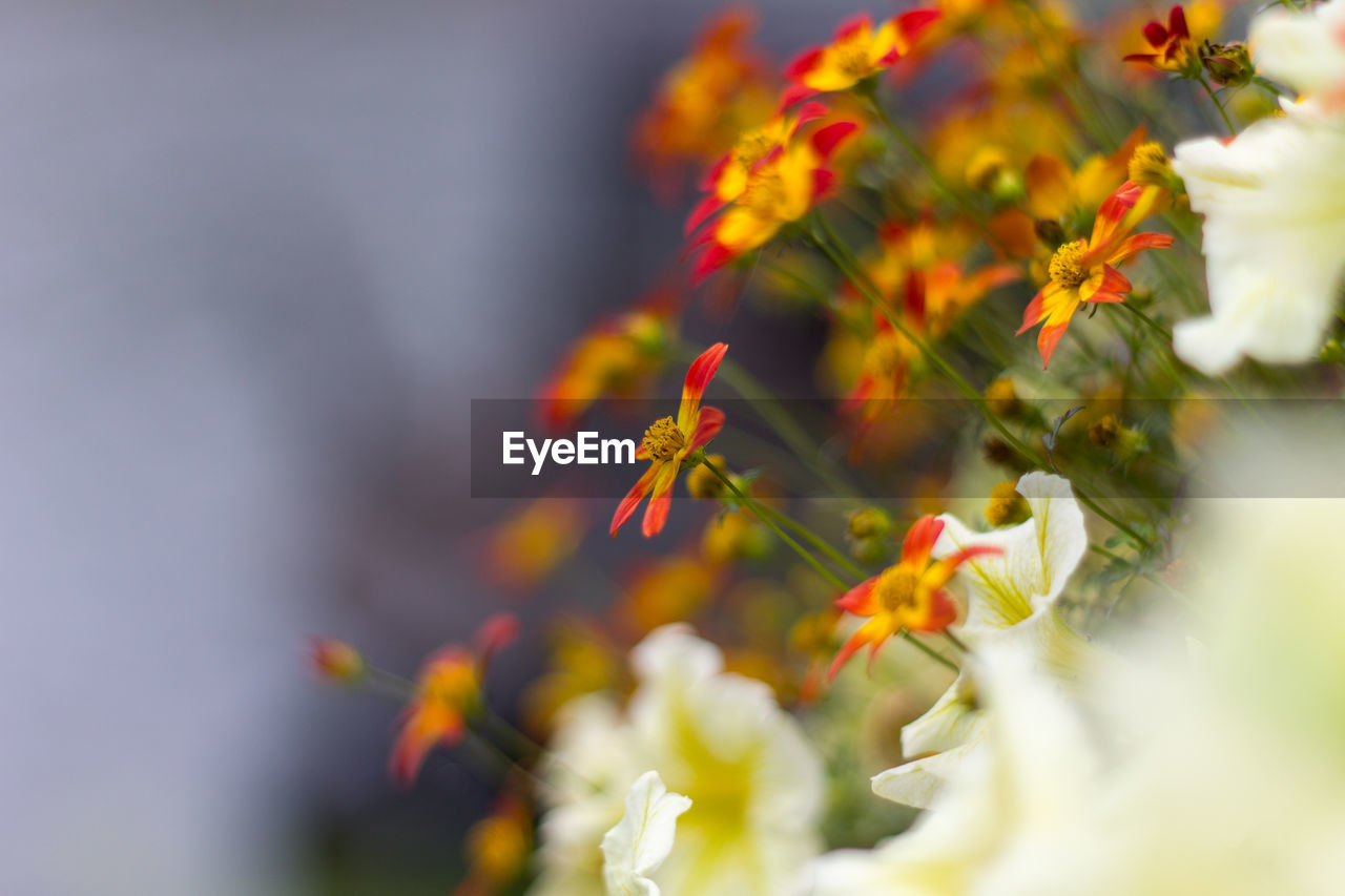 Close-up of orange flowering plant
