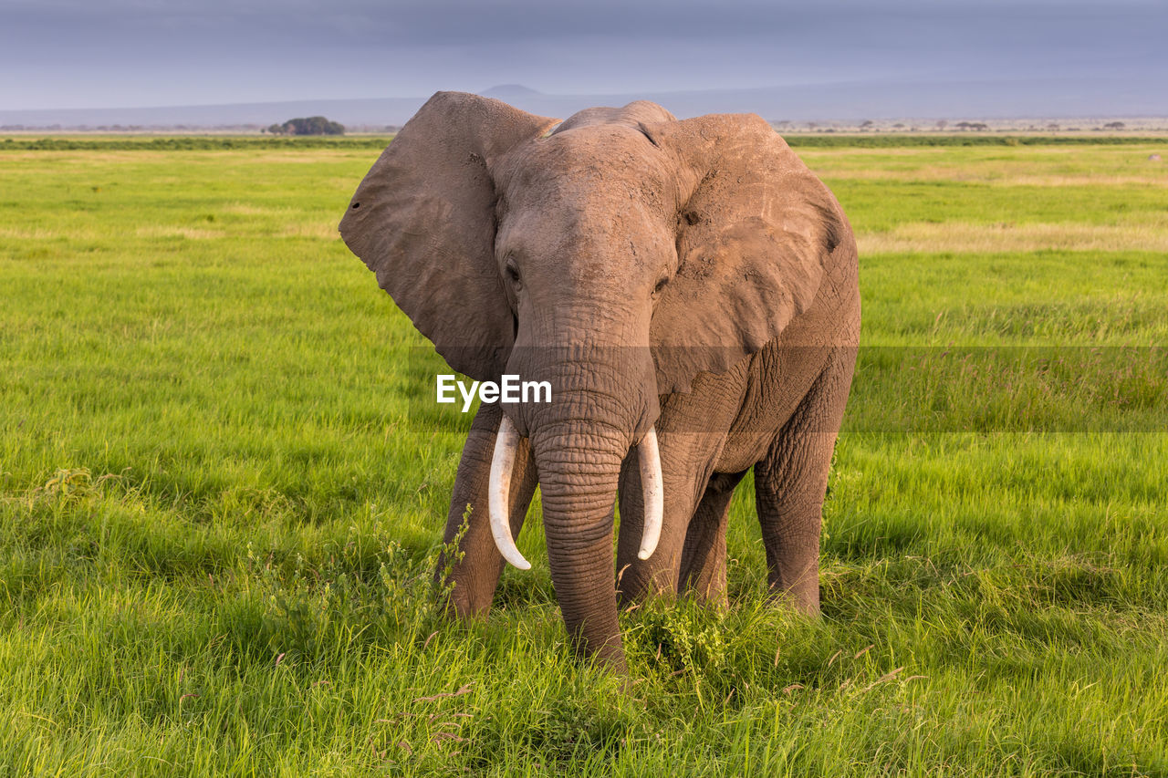 VIEW OF ELEPHANT IN FIELD