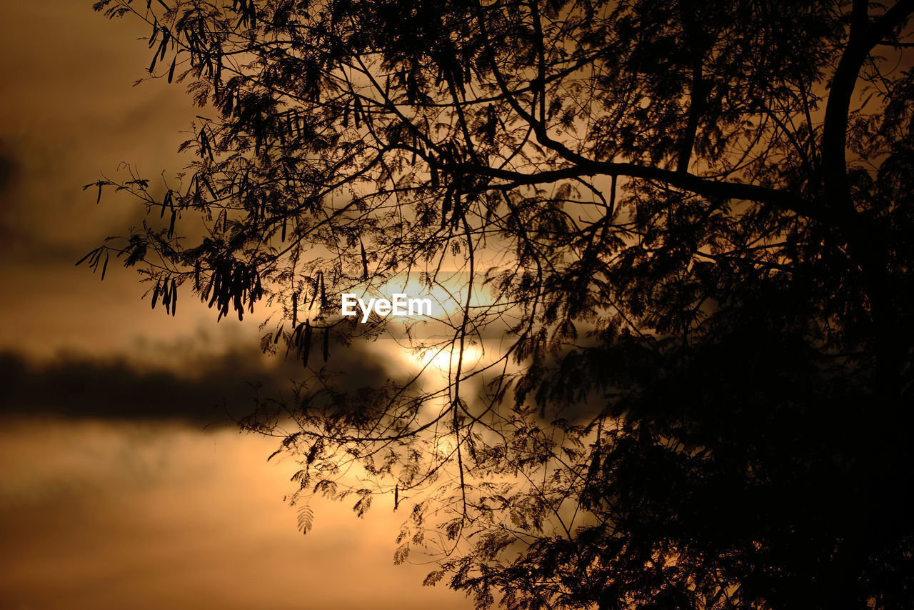 TREES AT SUNSET