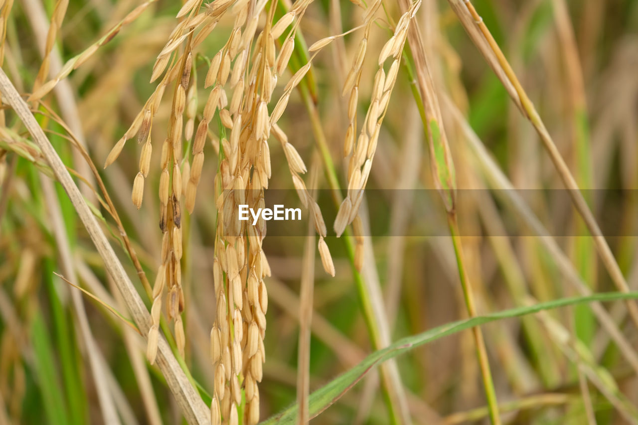 Close-up of rice in field