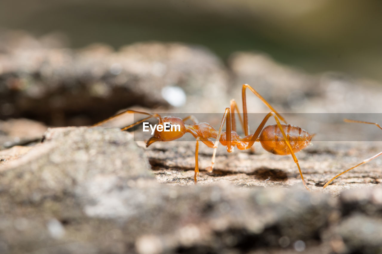 Extreme close-up of ant on plant bark