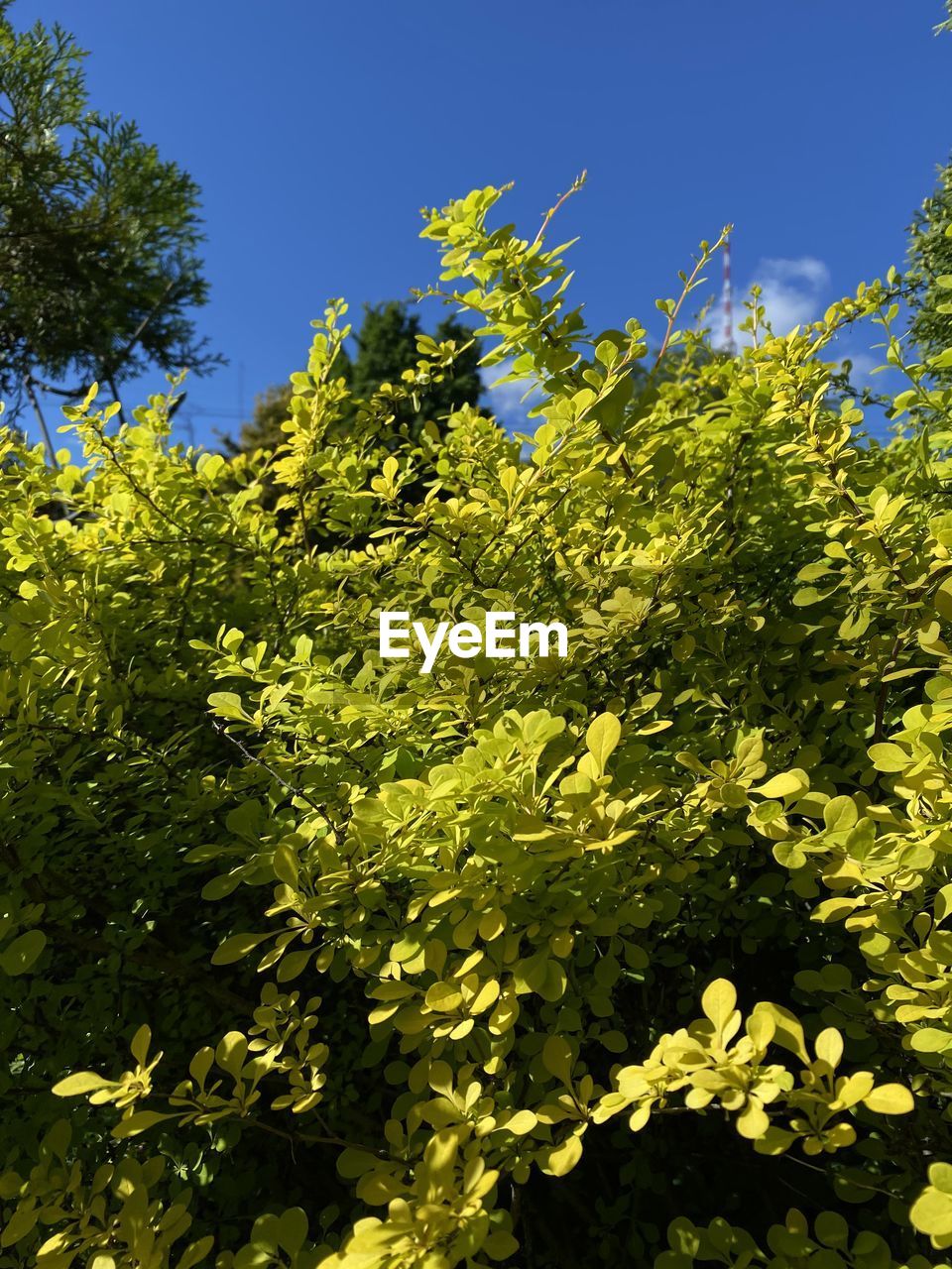 plant, tree, yellow, growth, nature, green, leaf, sunlight, beauty in nature, branch, no people, flower, sky, low angle view, plant part, day, outdoors, blue, tranquility, freshness, shrub