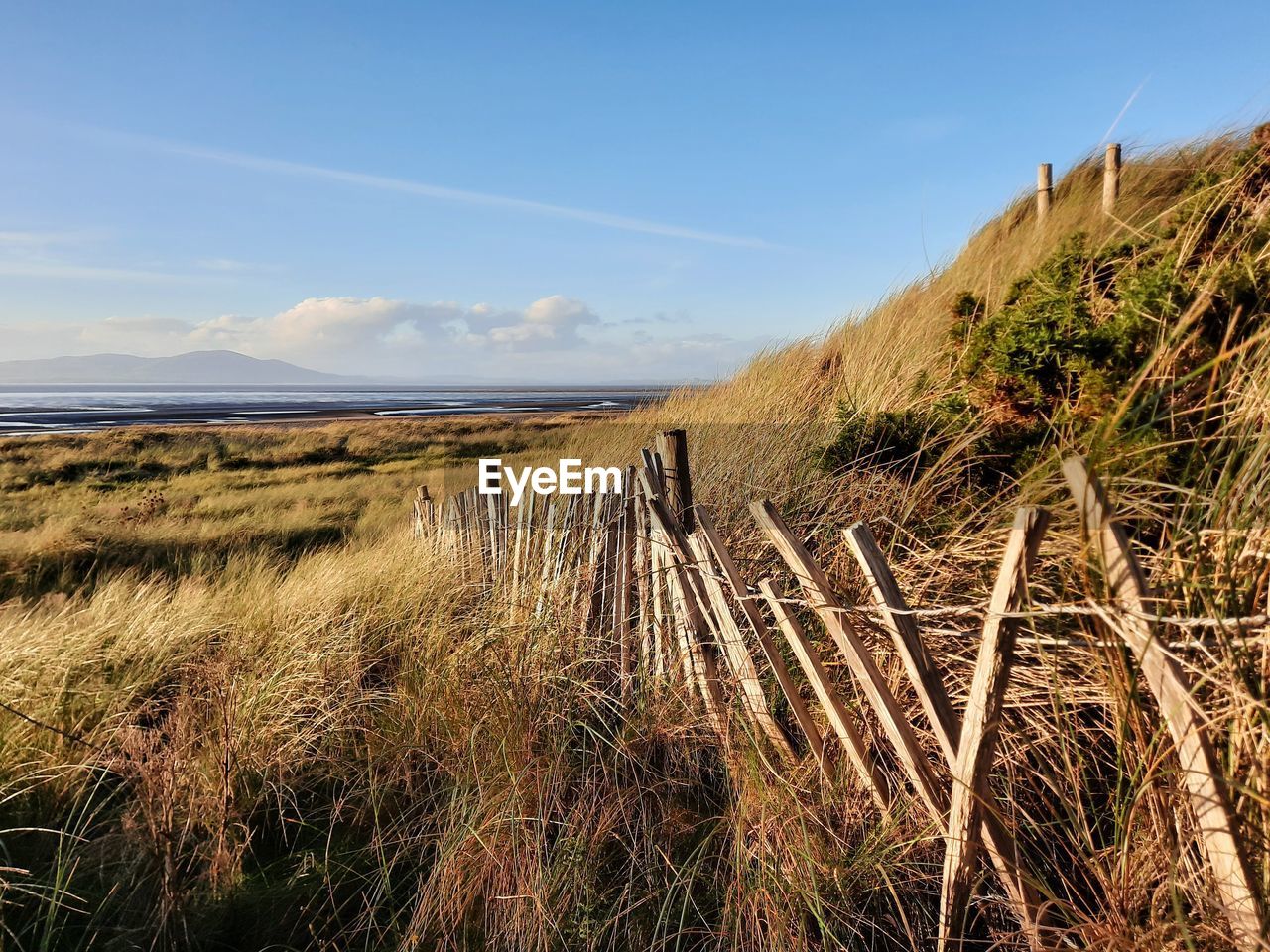 PLANTS GROWING ON LAND