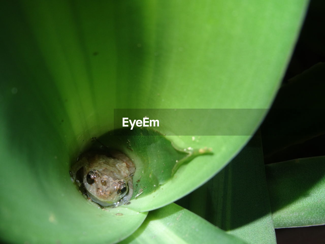 CLOSE-UP OF INSECT ON GREEN PLANT