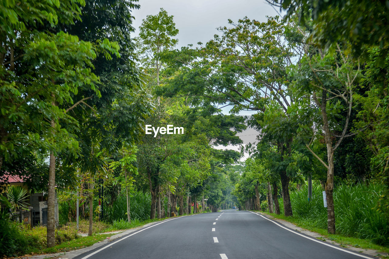 Empty road amidst trees