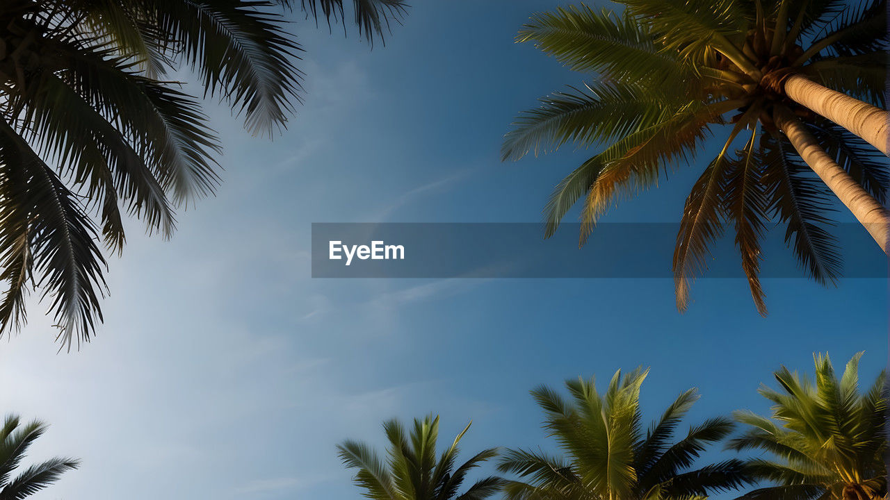 low angle view of palm trees against blue sky