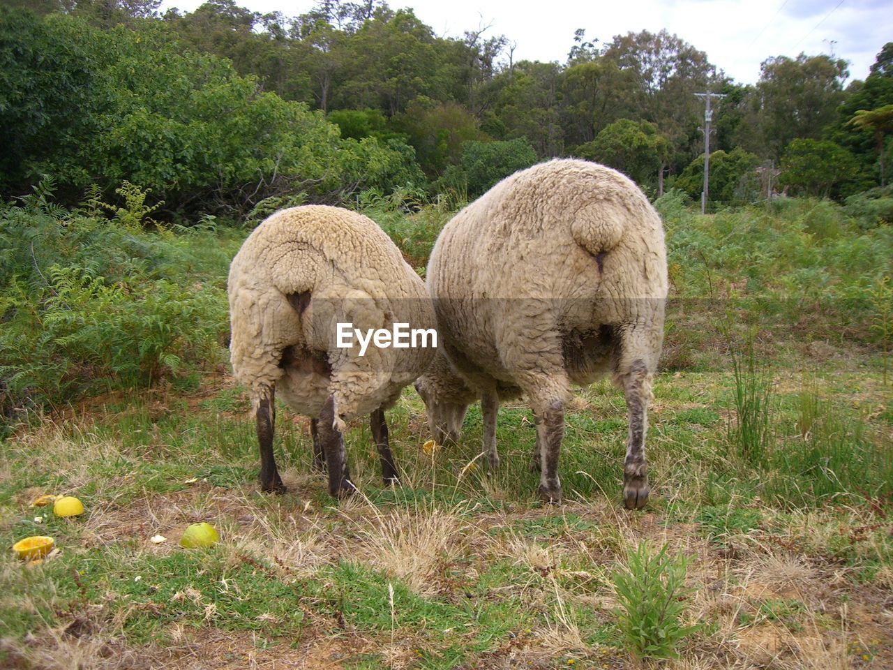 Sheep grazing in a field