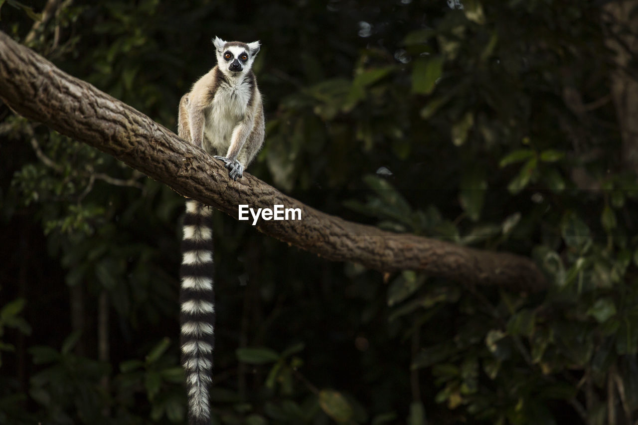 PORTRAIT OF GIRAFFE SITTING ON TREE