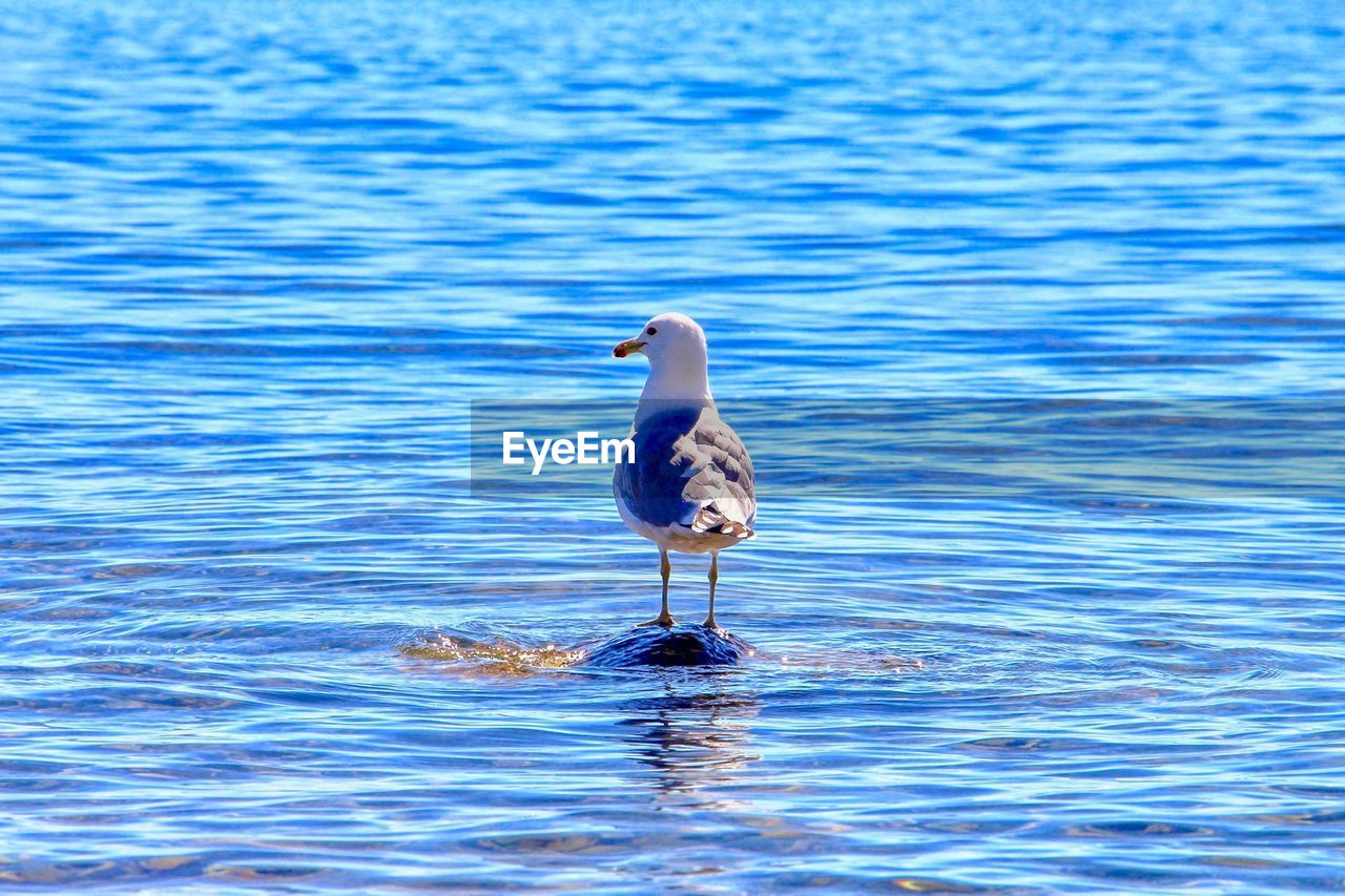 BIRD IN A LAKE