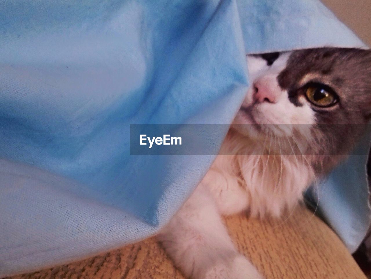 CLOSE-UP PORTRAIT OF CAT ON BLANKET