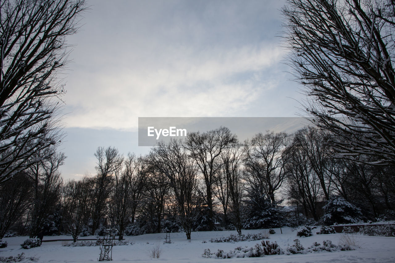 TREES ON SNOW COVERED LANDSCAPE