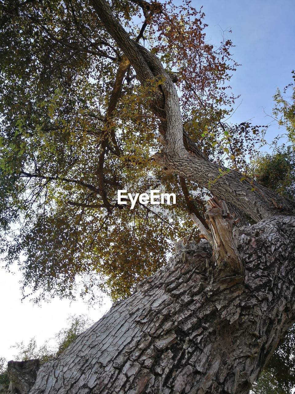 CLOSE-UP LOW ANGLE VIEW OF TREE